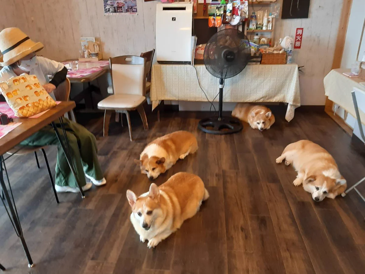コーギーだらけの楽園！カフェ「ドッグヒル」が最高すぎる
