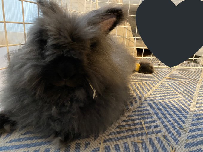 うさパンチのtwitterイラスト検索結果