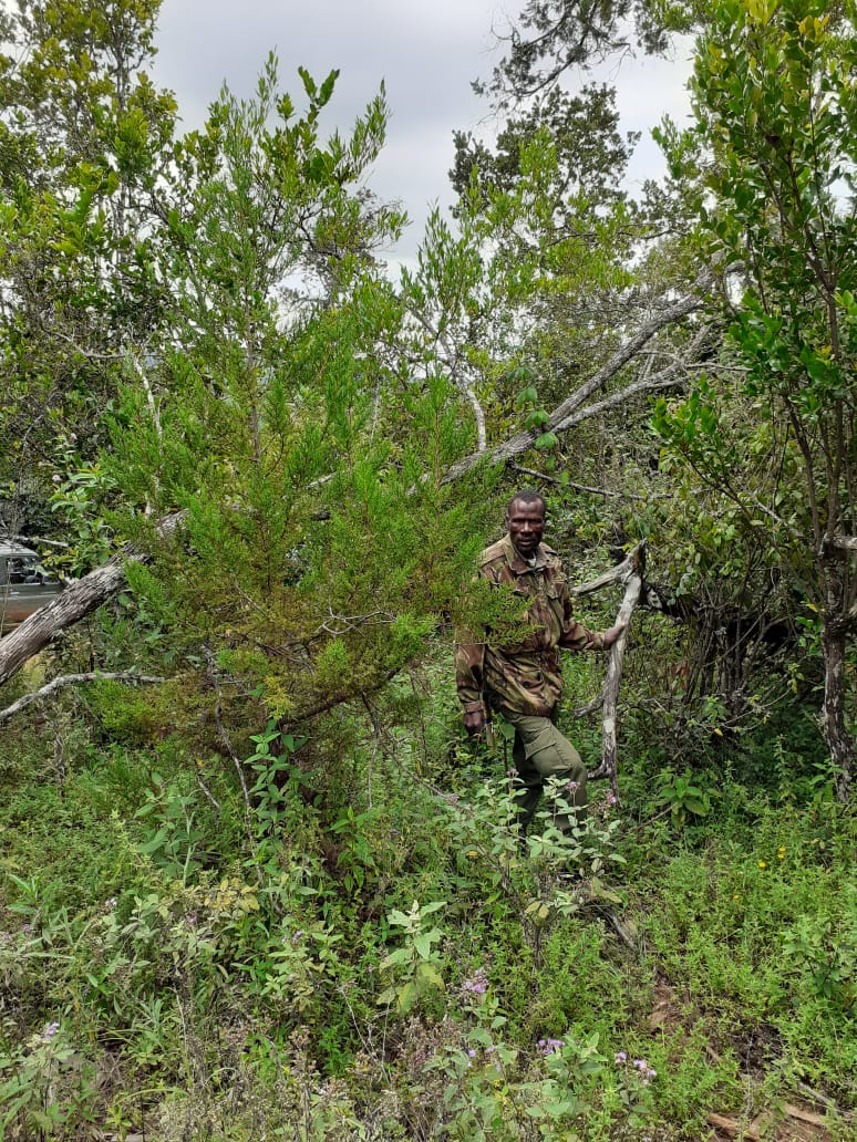 FAOKenya's tweet photo. December last year, the community living in Kirisia Forest chose to protect it by voluntarily moving out. See how it has regenerated? There are hundreds of cedar and olive trees that have germinated! Nature rebuilds itself when left alone. @theGEF @KeForestService @FAOForestry https://t.co/9LNH7BySqj