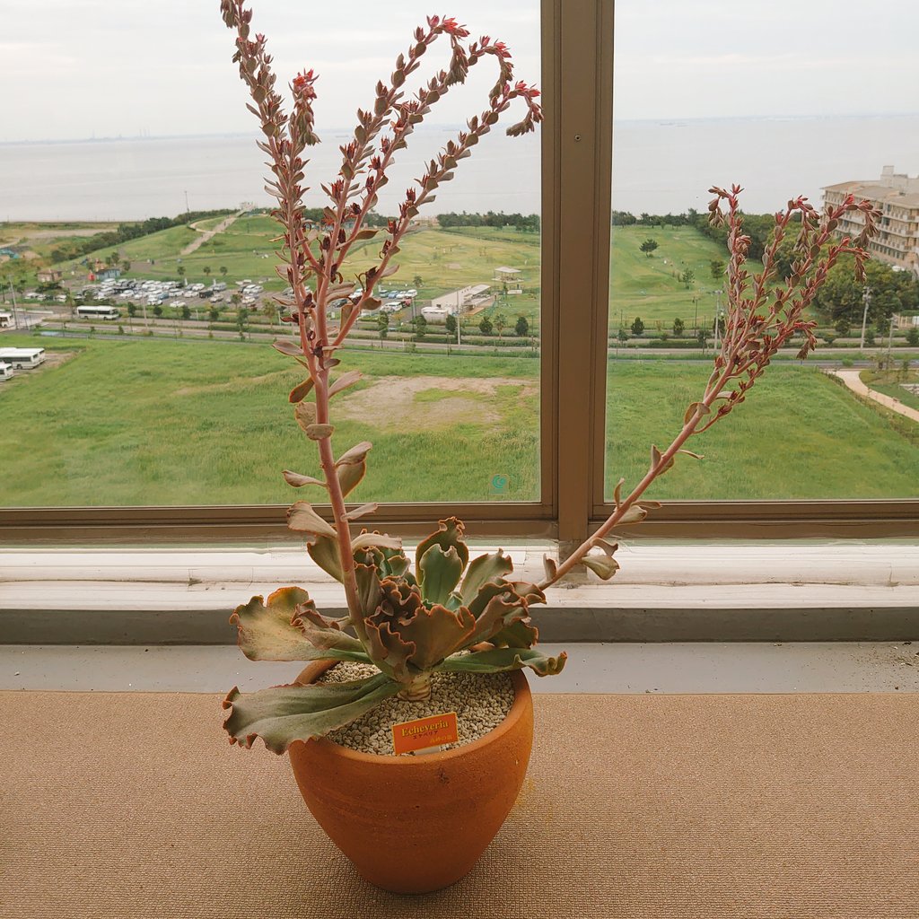 子宝弁慶草 Twitter Search Twitter