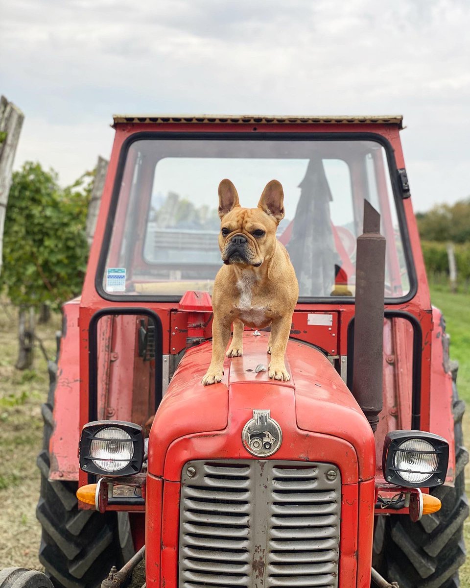Our Harvest 2020 is almost over. 🍇 Isa&amp;Hugo spent a really good time in vineyards. 🍾🍇🐶 <a href="/BuzinelGuest/">Bužinel 🍴🍽🍾🍷</a> 
#frenchie #harvest #grapeharvest #winelovers #frenchbulldog #dog #DogsofTwittter #frenchiesoftwitter