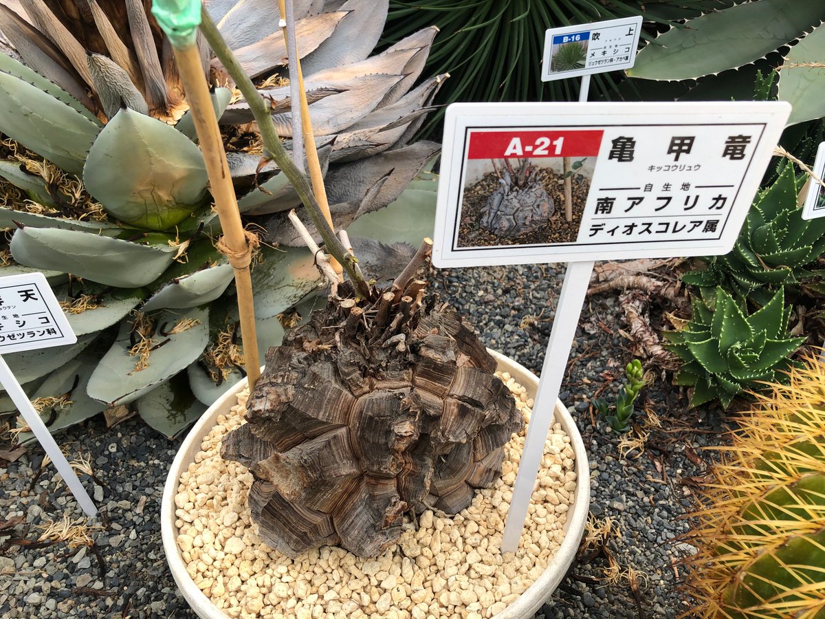 サボテン園亀甲竜 きっこうりゅう 自生地 南アフリカ今まで亀の甲羅のような 変化の様子から だんだんと芽が出て 2020 09 22 動画あり 逢瀬公園 緑化センター ぐるっと郡山