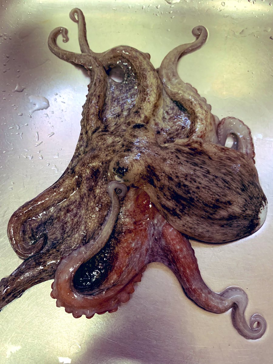 ねこさんチャンネル タコをいただきました 僕はタコ焼きを焼きまくりましたが みなさんならどうしますか たこ焼き タコパ 余ったタコはどうすんの ねこさんチャンネル タコをいただきました 僕はタコ焼きを焼きまくりましたが みなさんならどうしますか たこ焼き タコパ 余ったタコはどうすんの