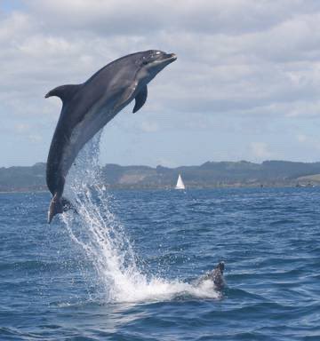 15/ Also not the water jet is pointing a different angle than the stick is pointing. That is because the stick is rotating (pitching down) as it passes through the balloon. The stick’s tail drags the water out at an angle. Same for jumping dolphins.