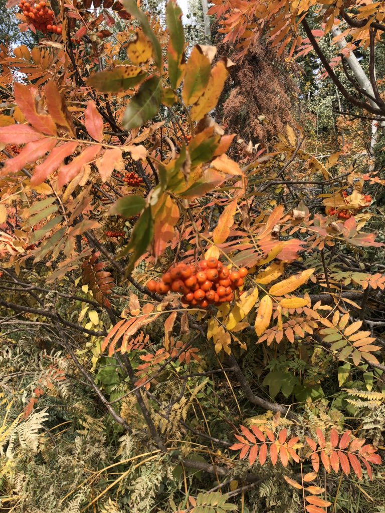 My favorite part of fall 🥰 fresh dingleberries ❤️