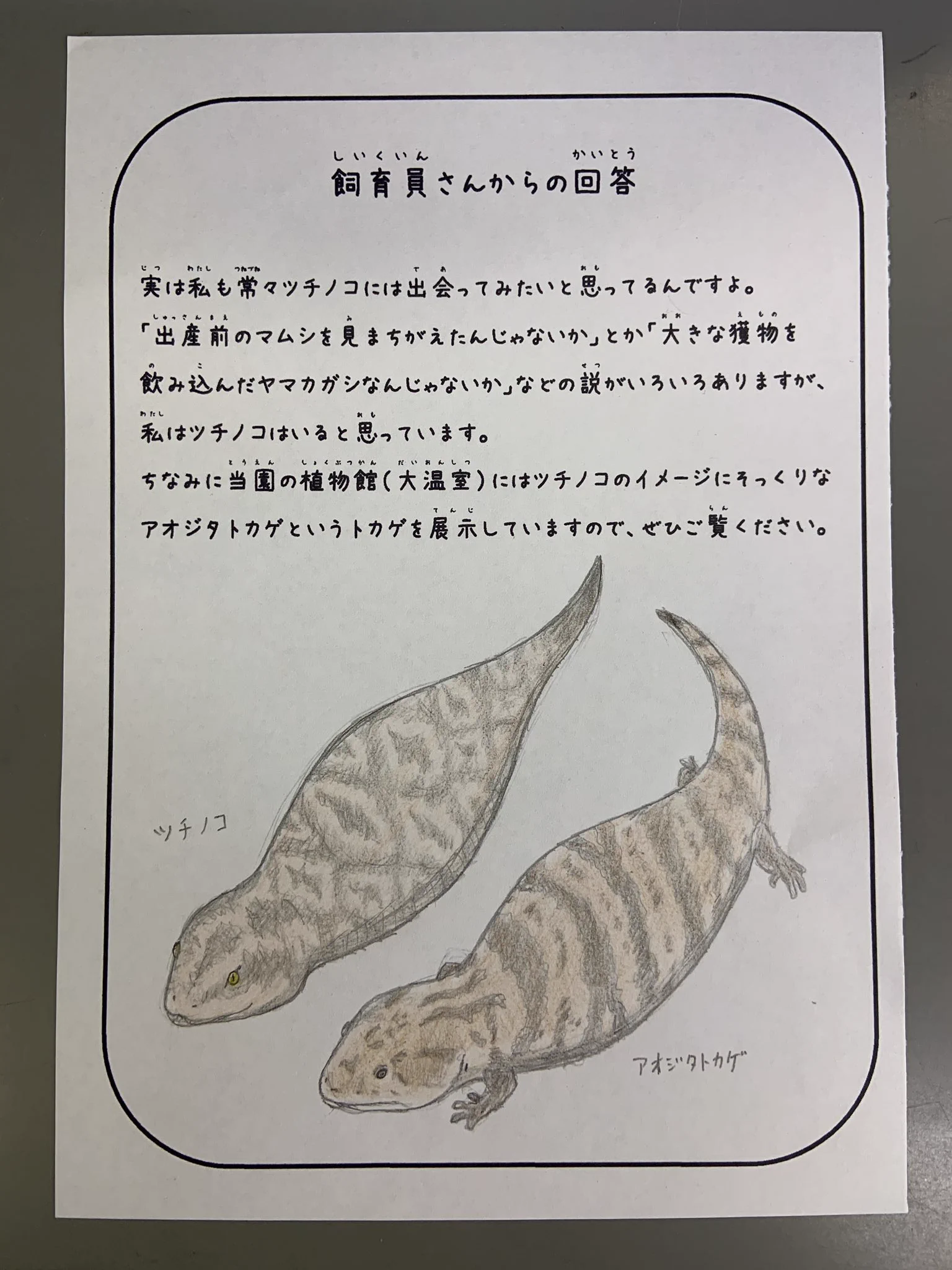 ツチノコは飼育していないけど、ツチノコっぽいトカゲならいるよ！飼育員さんの優しさあふれる回答