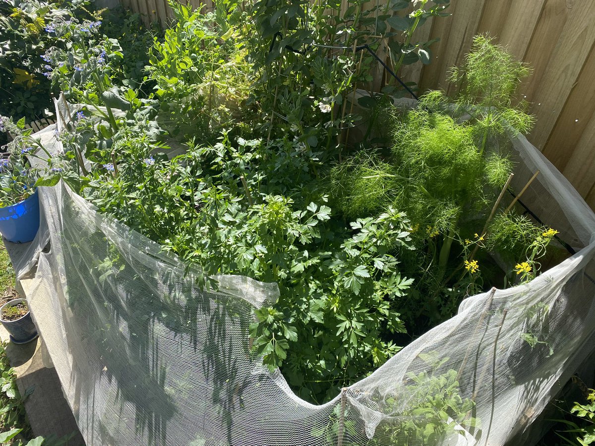 Today’s a year to the day since I planted my veggie garden. Most of the herbs are still there, most of the veggies have changed (and will soon change again), but building a food garden in a rental house - a permanent resource in a temporary space - is a decision I’ll never regret