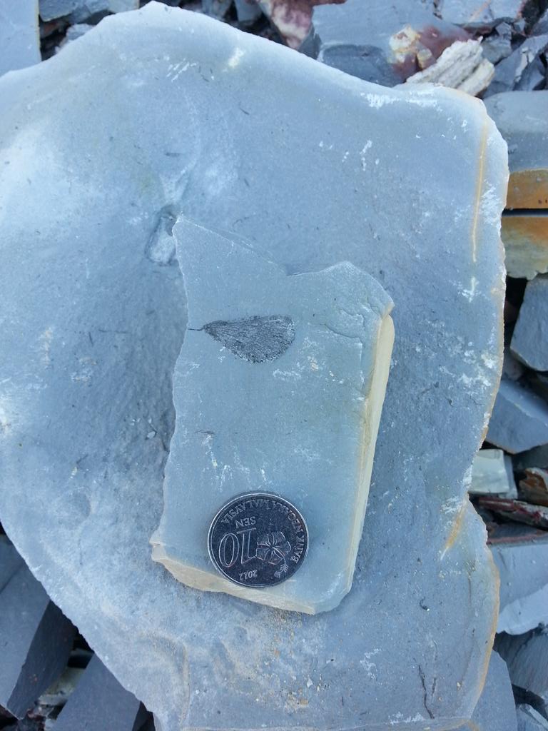 Meorhakif's tweet photo. Carboniferous plant fossil, Kubang Pasu Formation, Kedah, Malaysia https://t.co/hIlUtP1xRX