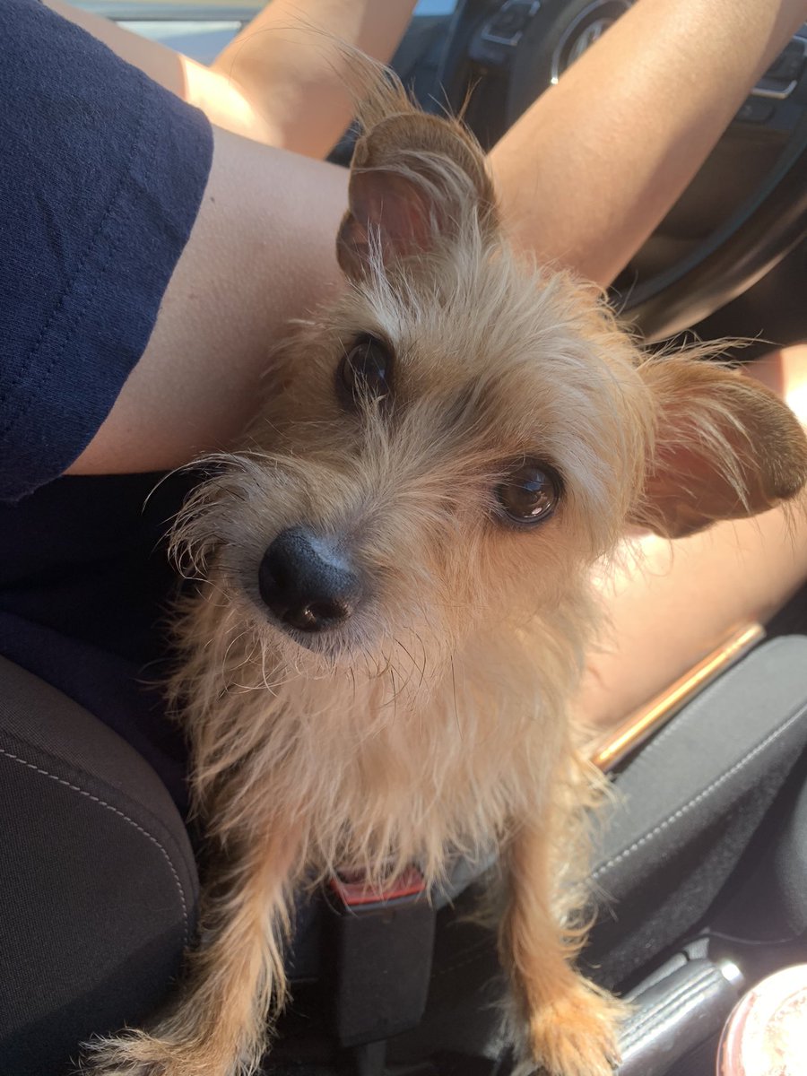 athenathechipoo's tweet photo. it was my 8th birthday about a week ago 🐶 https://t.co/Gspelc0WyN