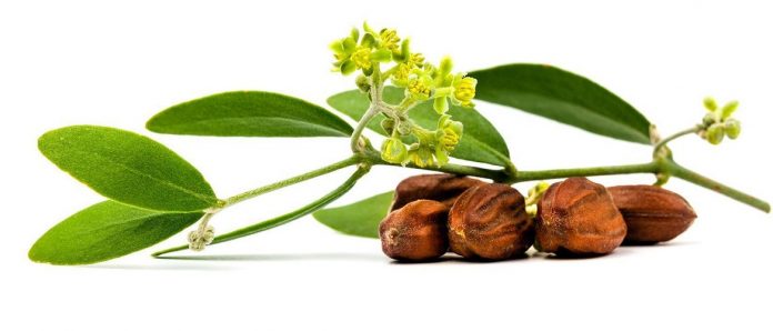 UstaGirisimci's tweet photo. Dünya Üzerinde Üretimi Oldukça Az, Değeri İse Oldukça Fazla; ‘’Jojoba’’
https://t.co/izkd3YI8Ql

#salı #22Eyluel #HAYIRLISABAHLAR #SagliktaSiddet #SağlıktaSiddeteHayır #ercantaner #FatihAltayli #evrenturhan #OElueyoruz #RıdvanDilmen #ersinduzen #beyaztv #emreicinadalet https://t.co/zPXypK2wfI