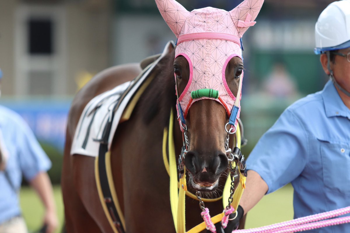 地方競馬全国協会 Nar 公式 No Twitter 浦和8rに出走するサルトグリーン 牝4 浦和 工藤伸輔厩舎 メンコがかわいい 地方競馬全国協会 Nar 公式 No Twitter 浦和8rに出走するサルトグリーン 牝4 浦和 工藤伸輔厩舎 メンコがかわいい