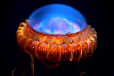  @RieglerAshleigh Atolla jellyfish