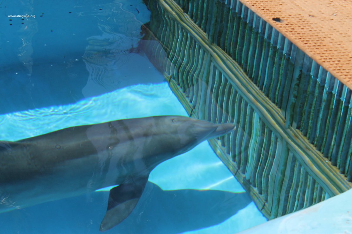 A dolphin floats listlessly at a gate in its artificial pen within the walls of an entertainment facility. 
#advocatingwild 
advocatingwild.org