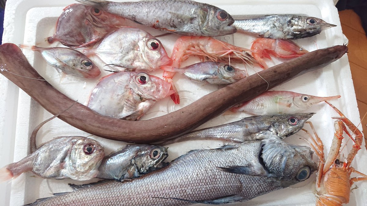 先日買ったヘンテコ深海魚便届いた 名前の分からないお魚が沢山いる 正に深 もっちーのイラスト 先日買ったヘンテコ深海魚便届いた 名前の分からないお魚が沢山いる 正に深 もっちーのイラスト