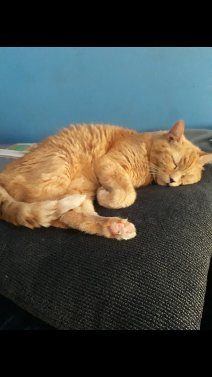 LAmanda1982's tweet photo. @IAm8BitRyan Sending big hugs Ryan.. we had to say goodbye to my kitty Friskie of 17 years a month ago, its never easy. Smithy will be at Rainbow Bridge. This is a pic of Friskie 💕. Sending hugs from across the pond in Australia xx https://t.co/sr8Zlxx6oM