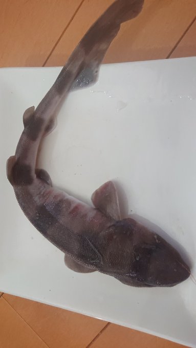 もっちー Mochiomochi14のイラスト