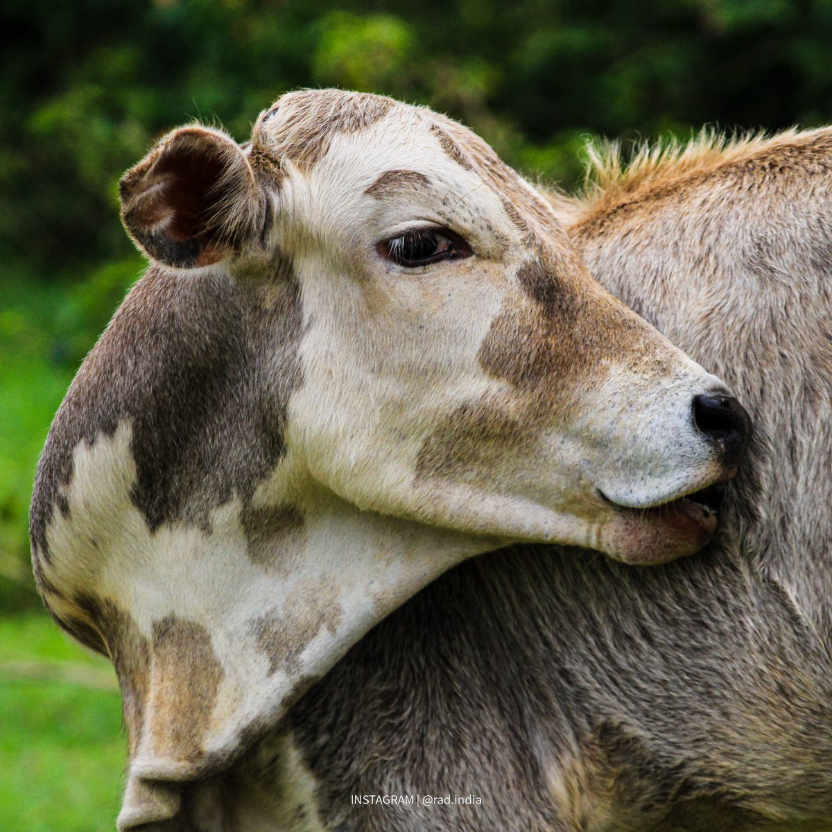 radkrz's tweet photo. Cow..

#farmanimals #farmlife #farm #animals #cows #farming #goats #cow #cowsofinstagram #nature #goatsofinstagram #goat #sheep #babygoats #countrylife #animal #chickens #cute #goatlife #countryliving #calf #country #cattle #farmer #homestead #farmhouse #animallovers #goatlove https://t.co/A1kRSP3IMJ