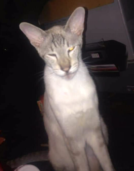 CatsMissing's tweet photo. Have You Seen Paddy❓
Know Someone Looking After Paddy❓
🙏#FindPaddy Male #LostCat Vanished 11th April 2020 #Bradford #BD4 
5 Year Old #SiameseCat 
Neutered Microchipped #ScanMe #MissingCatsUK 
⚠️Paddy Suffers From Asthma &amp; Needs Regular Medication⚠️
FB▶️https://t.co/eCUDRC89rh https://t.co/WjW9pFAHZQ