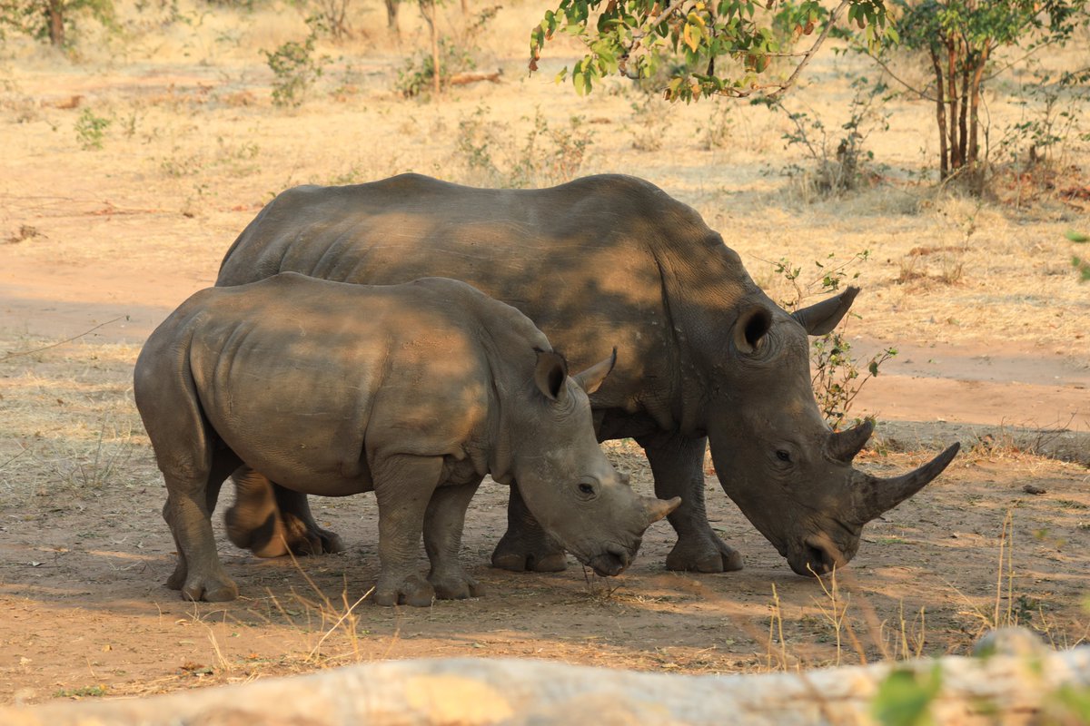 wwfzambia's tweet photo. Exciting day for #naturelovers, its #WorldRhinoDay &amp; #worldtourismday as @wwfzambia Country Director @Nachilala calls on President @EdgarCLungu to fund the implementation of #Zambia's Rhino strategy in #Budget2021 to #BuildBackBetter @TourismZambia @ChitotelaKaoma @USAIDZambia https://t.co/DlConjlUdx