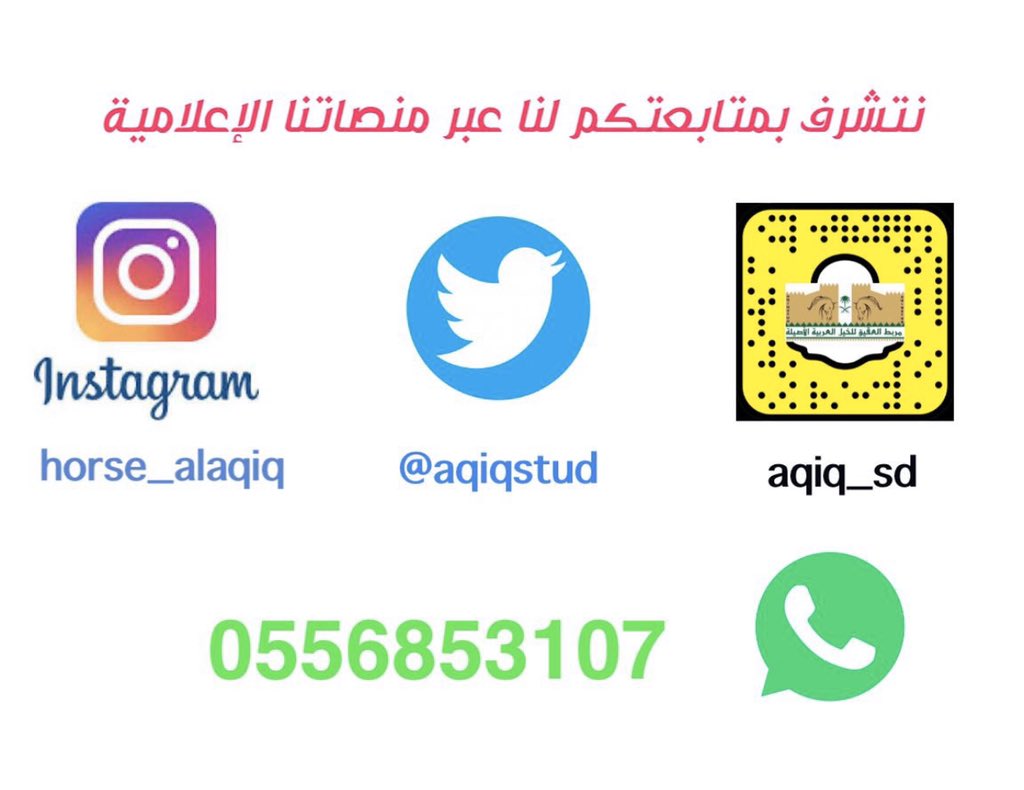 مربط العقيق للخيل العربية الأصيلة tweet media