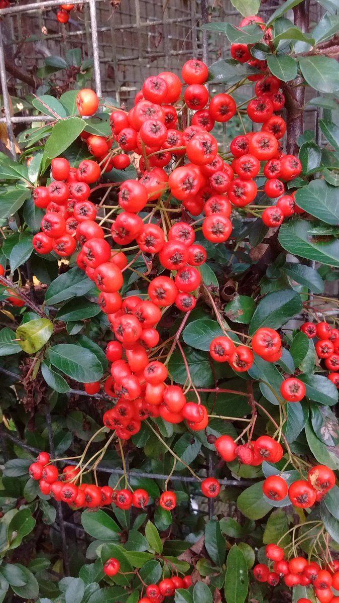 It's #firstdayofautumn today, kirkleatham looks lovely in all #seasons but is especially beautiful in #Autumn #AutumnEquinox #Autumn2020 #AutumnTreats #autumncolors