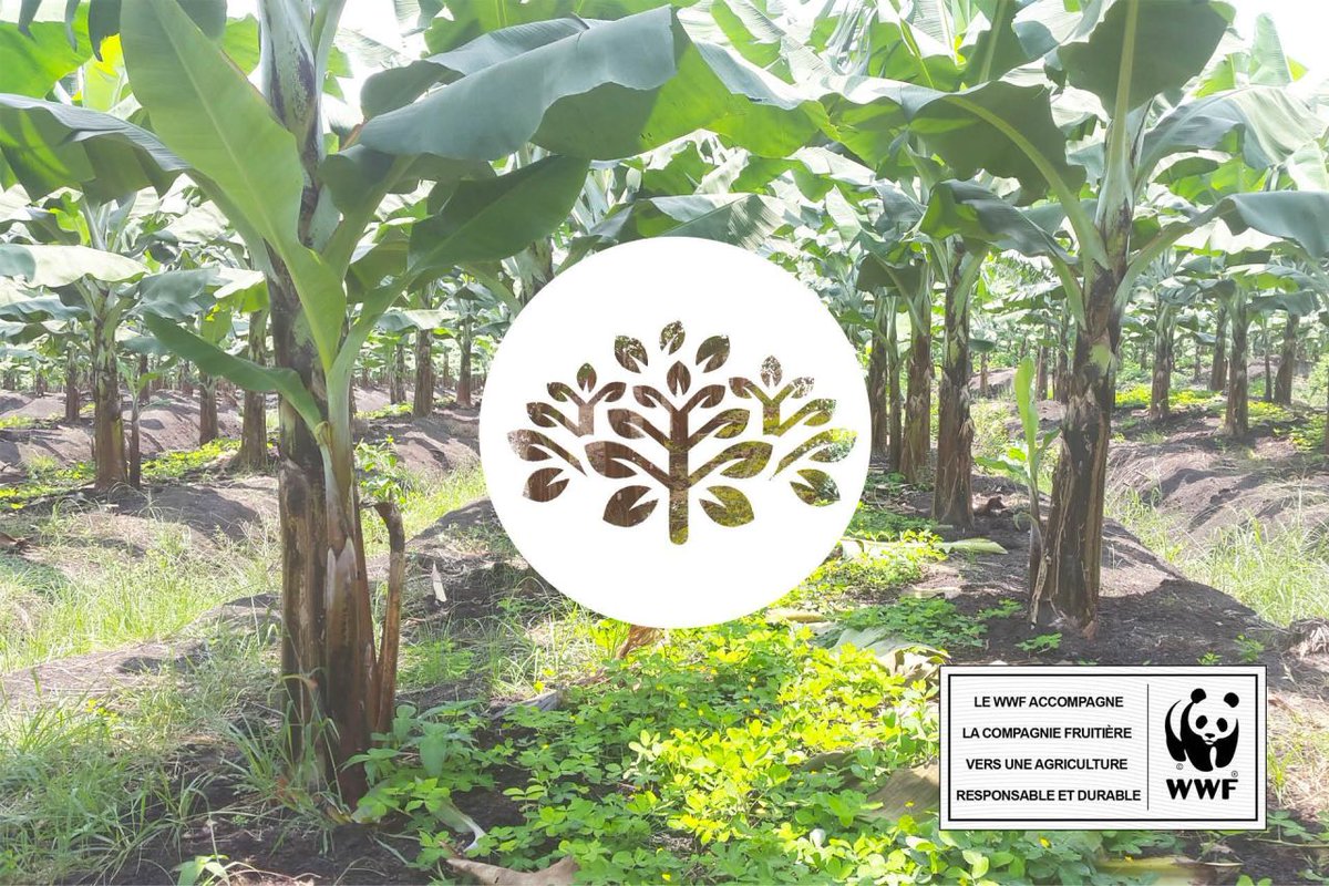 CFUKLimited's tweet photo. Since 2017 Compagnie Fruitière has been using carefully selected service plants in between rows of banana trees, which don't compete with the crop. These help to reduce the need for herbicides, reduce erosion and improve soil fertility
#OrganicFarming #CSR #ServicePlants #Africa https://t.co/llB90LmBSs