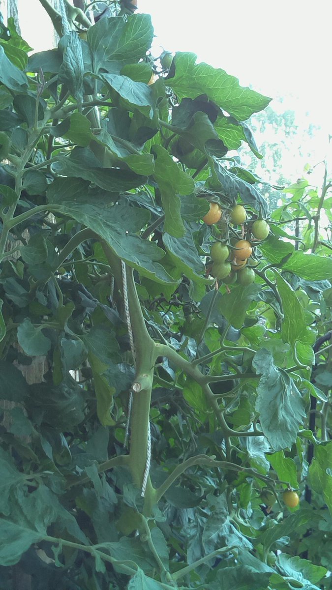 CCCDojo's tweet photo. #tomaterna #kreativumsommar #summerlabs #okatima #hemmaodling #naturum https://t.co/ylXOzNhPnh