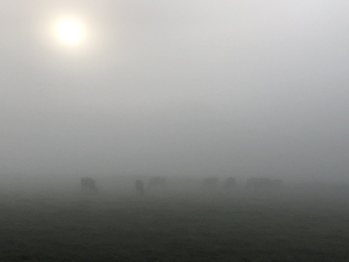Goodmorning 🚴🌅🐄🌫🇾🇪 Cows in the mist 🎥