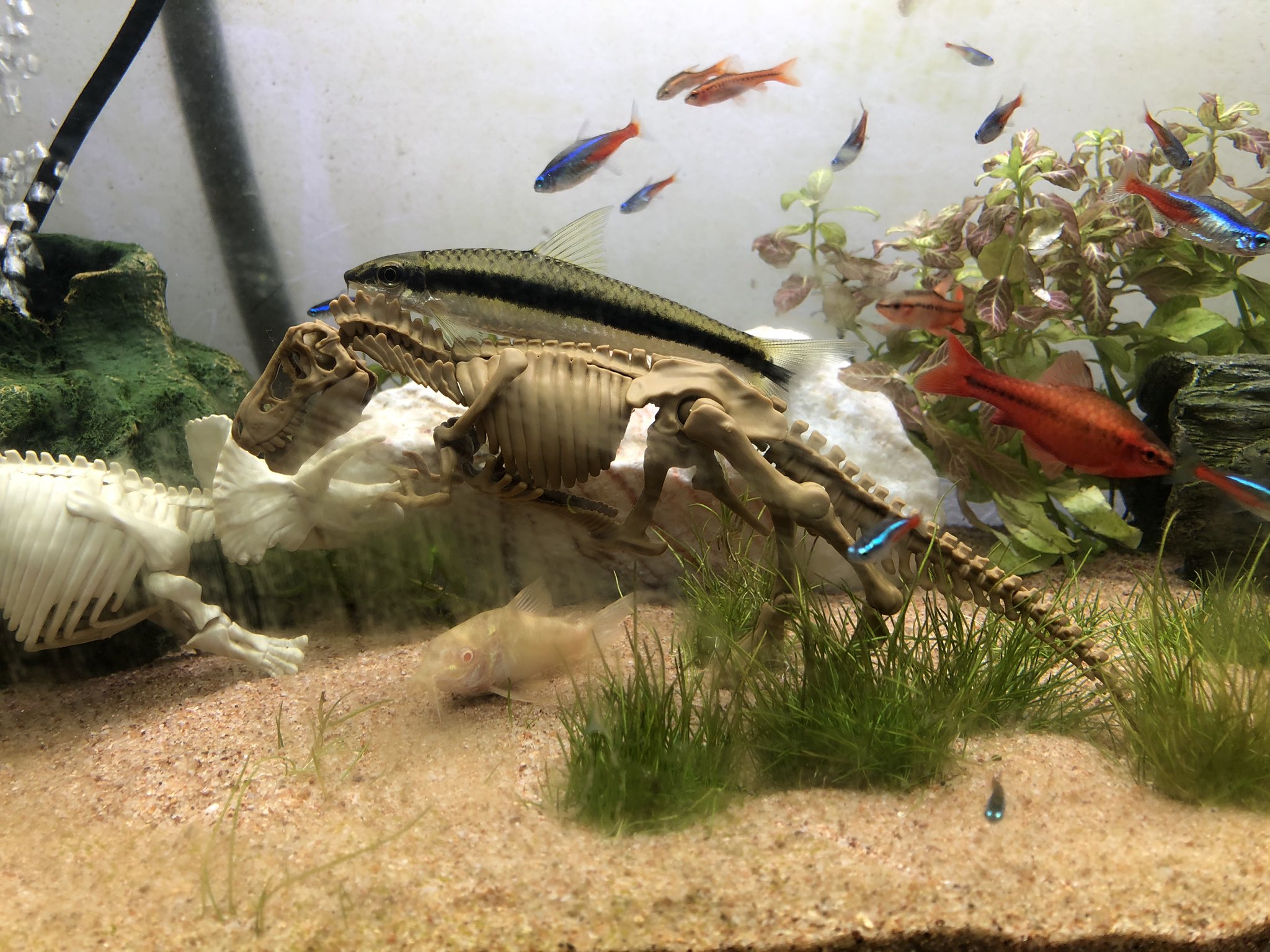 Moru 熱帯魚水槽 恐竜プラモデルコンテスト T Co Yljnutxp4u Twitter