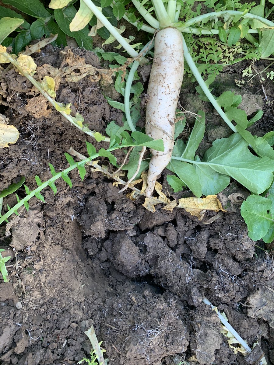 More of the good stuff but with more 🍆 Skyscraper Wheat into ex pea land with Phacelia, Buckwheat, Clover and Daikon Radish. <a href="/Harrygwm/">Harry Morris</a> 📸