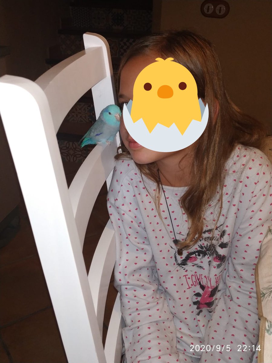 SusanaSugus's tweet image. Perdido pájaro azul en la Bombarda.
Un forpus azul que durante la cuarentena ha estrechado lazos con sus hermanos humanos.
Si salís a pasear, echar un ojo extra porque en casa lo echan de menos.
@SoydeZaragoza