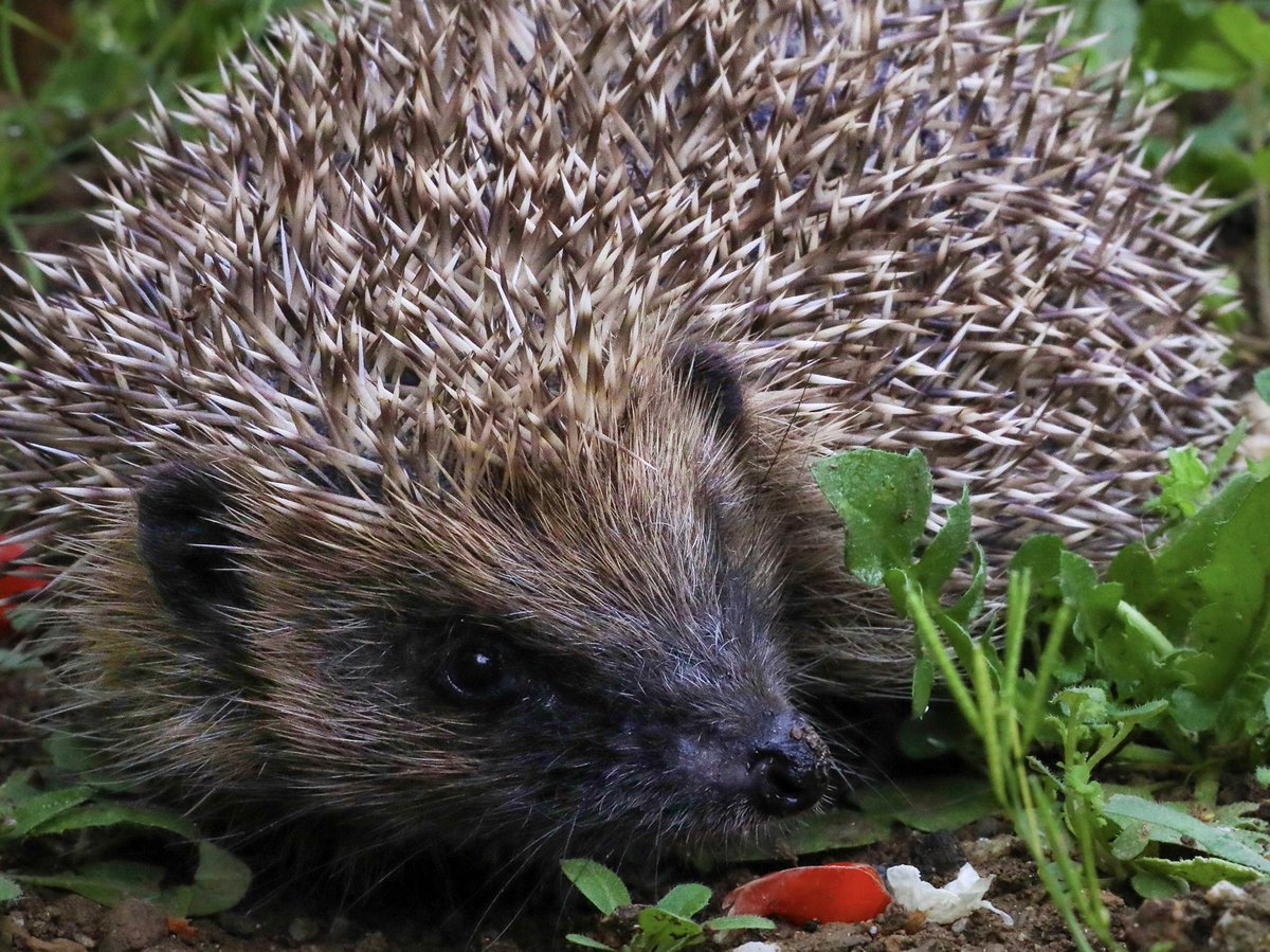 HannahStitfall's tweet image. Happy #AutumnEquinox 🍁🐾🍄

Autumn is always a busy time for hedgehogs as they begin to look for a place to hibernate and juveniles disperse 🦔

Remember to leave a ‘messy’ wild patch in your garden (leaves, wood) &amp;amp; never light a bonfire before checking! ❤️

#Autumn 
#wildlife