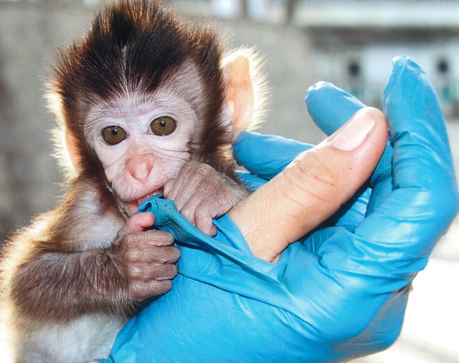 GAIABrussels's tweet image. Het is tijd: #EndAnimalTesting in Europa! 72% van de meerderjarige Europeanen wil een uitdoofbeleid voor dierproeven. bit.ly/cfepoll #10EUChallenge #EuropeanDayForHumaneScience @EU_Commission @Europarl_EN @EUCouncil