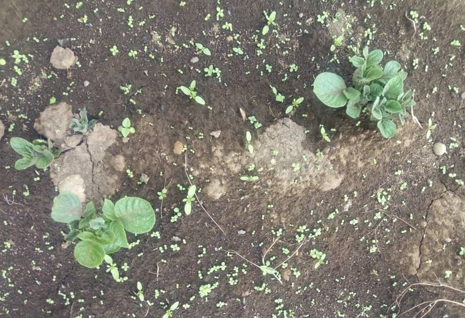 Elke Vandamme (@vandamme_elke) on Twitter photo With the rains down in some parts of the country, #AKILIMO trials have started germinating 3 weeks after planting. We look forward to seeing the results from different fertilizer treatments we applied.
<a href="/RwandaAgri/">Ministry of Agriculture & Animal Resources |Rwanda</a> <a href="/RwandaAgriBoard/">Rwanda Agriculture & Animal Resources Devpt Board</a> <a href="/oneacrefundRW/">One Acre Fund Rwanda</a> <a href="/IITARWANDA/">IITA Rwanda</a> <a href="/Cipotato/">International Potato Center</a> <a href="/ACAI_IITA/">AKILIMO</a> With the rains down in some parts of the country, #AKILIMO trials have started germinating 3 weeks after planting. We look forward to seeing the results from different fertilizer treatments we applied.
<a href="/RwandaAgri/">Ministry of Agriculture & Animal Resources |Rwanda</a> <a href="/RwandaAgriBoard/">Rwanda Agriculture & Animal Resources Devpt Board</a> <a href="/oneacrefundRW/">One Acre Fund Rwanda</a> <a href="/IITARWANDA/">IITA Rwanda</a> <a href="/Cipotato/">International Potato Center</a> <a href="/ACAI_IITA/">AKILIMO</a>