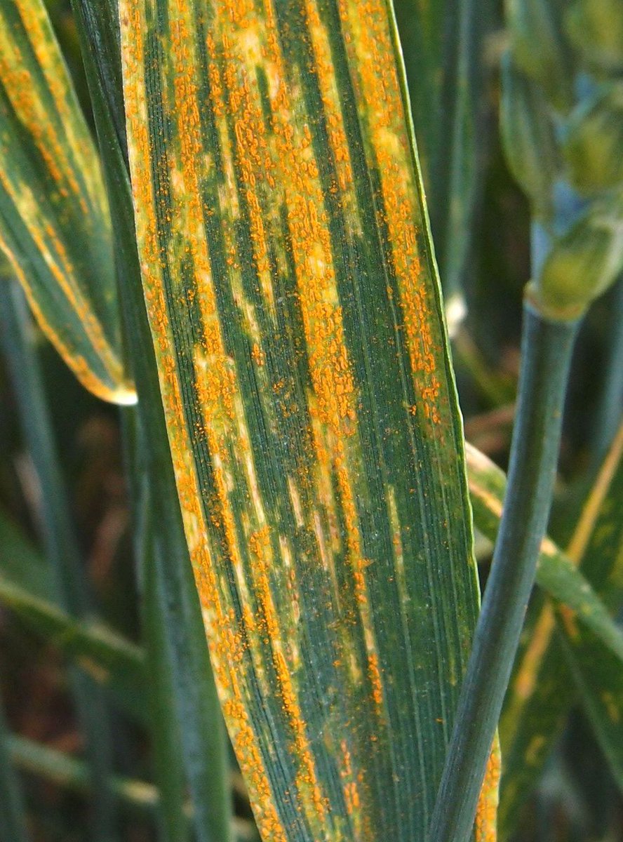 niabgroup's tweet image. Rust diseases cause serious damage to wheat crops across the UK &amp;amp; Europe. NIAB is one of 24 partners across 13 countries in the #Rustwatch project studying detection, resistance &amp;amp; control ➡️ ow.ly/1NbA50BwNAW  #yellowrust #stemrust #leafrust #PlantHealthWeek #IYPH2020