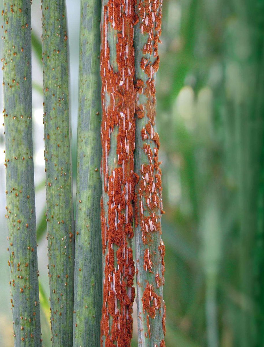 niabgroup's tweet image. Rust diseases cause serious damage to wheat crops across the UK &amp;amp; Europe. NIAB is one of 24 partners across 13 countries in the #Rustwatch project studying detection, resistance &amp;amp; control ➡️ ow.ly/1NbA50BwNAW  #yellowrust #stemrust #leafrust #PlantHealthWeek #IYPH2020