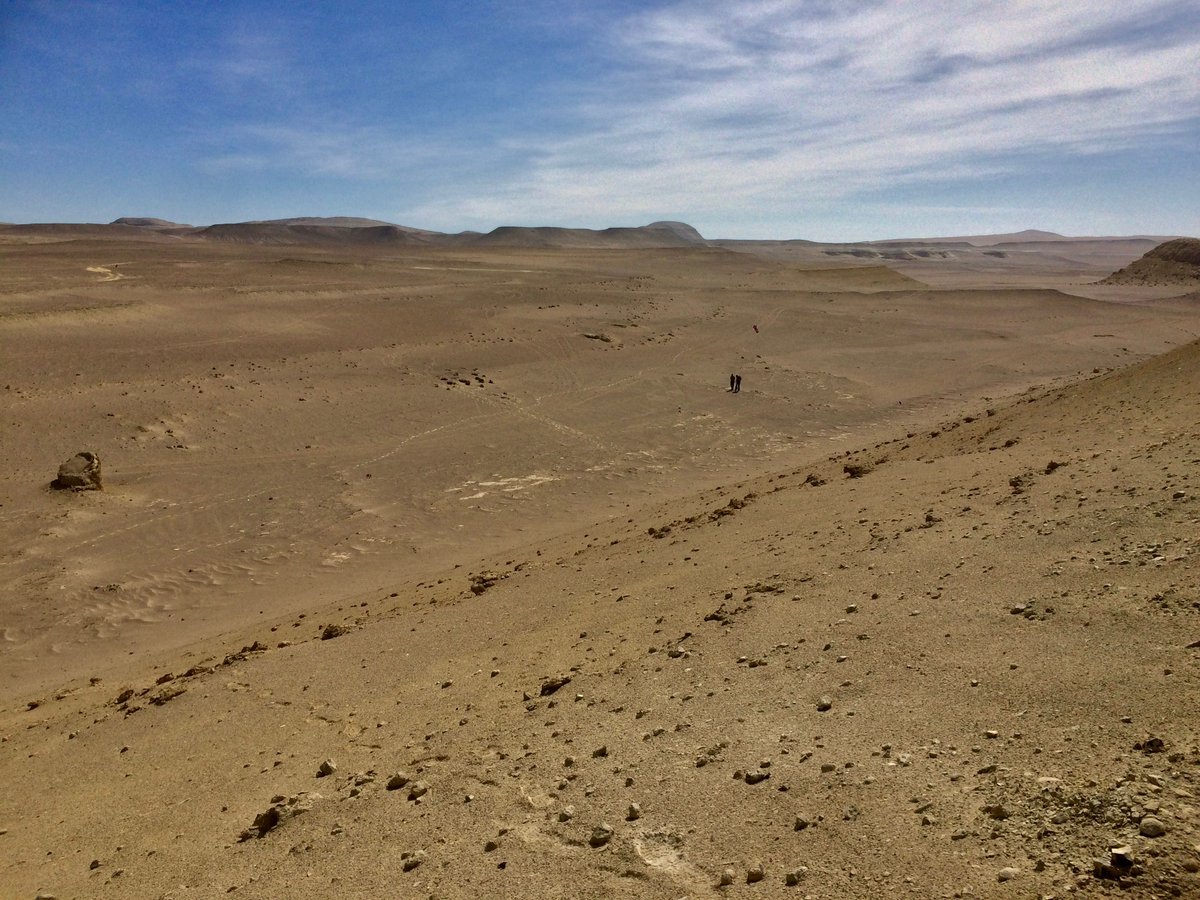One of the oldest #fossil sperm whales! The new genus from #Peru is +- 18 myr old. Rhaphicetus was about 5 m long, had an very long snout and probably hunted small, fast-swimming prey. Today's sperm whales have a broad snout and 'suction feed' on squid 👉 naturalsciences.be/en/news/item/1…