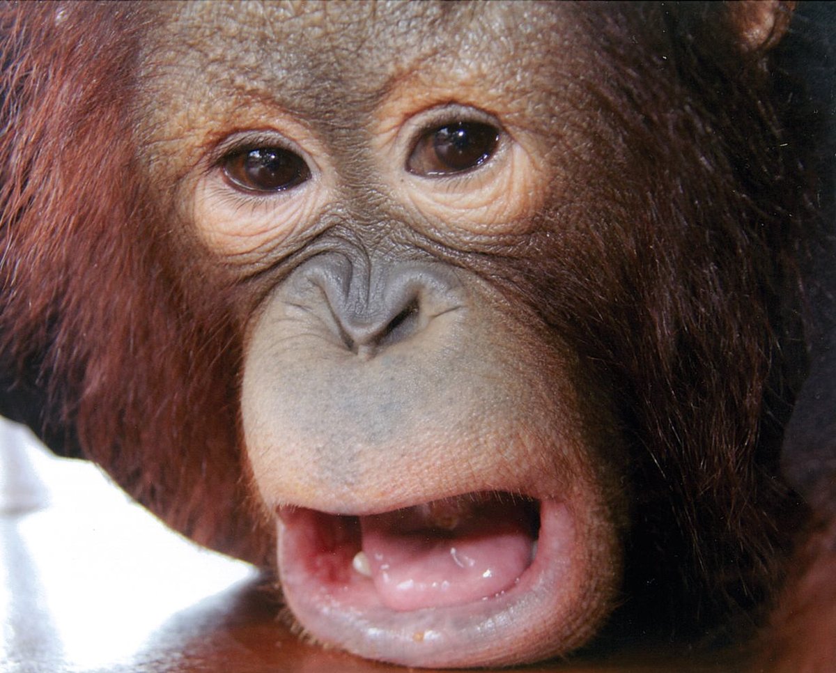 GAIABrussels's tweet image. Vandaag is het 10 jaar geleden dat de EU nieuwe wetgeving aannam. Toch blijft het aantal dieren dat lijdt tijdens proeven onaanvaardbaar hoog. Dring bij de 🇪🇺 leiders aan om overbodige en onbetrouwbare dierproeven te verbieden. #10EUChallenge #EuropeanDayForHumaneScience