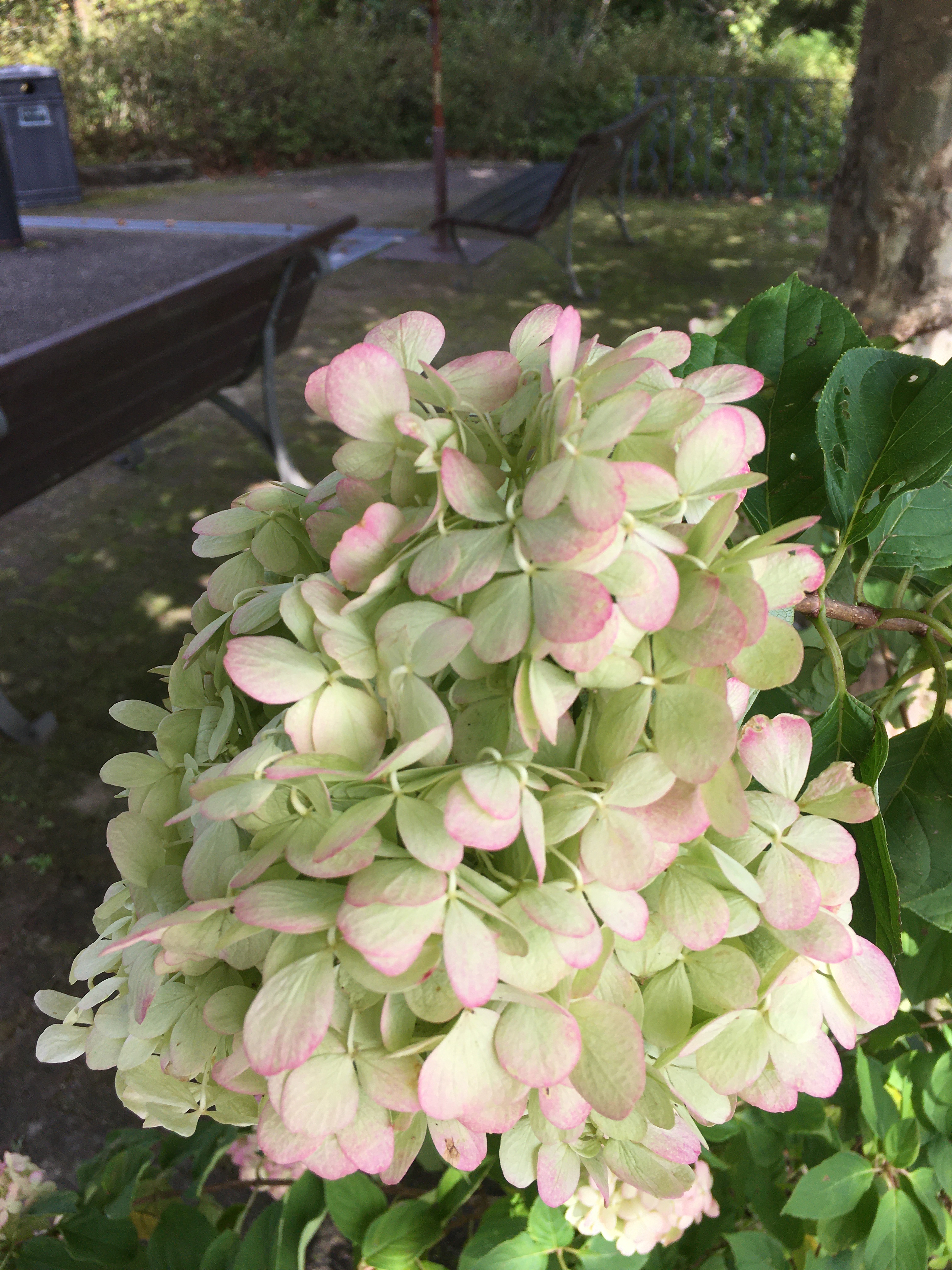 ガーデンミュージアム比叡 京都 比叡山 花 夏に開花するノリウツギ ピラミッドアジサイ 咲き始めは とても綺麗なライムグリーン そして白 秋になると薄紅色がさします 花色が変わる様が素敵な花 ノリウツギライムライト Kyoto Shiga