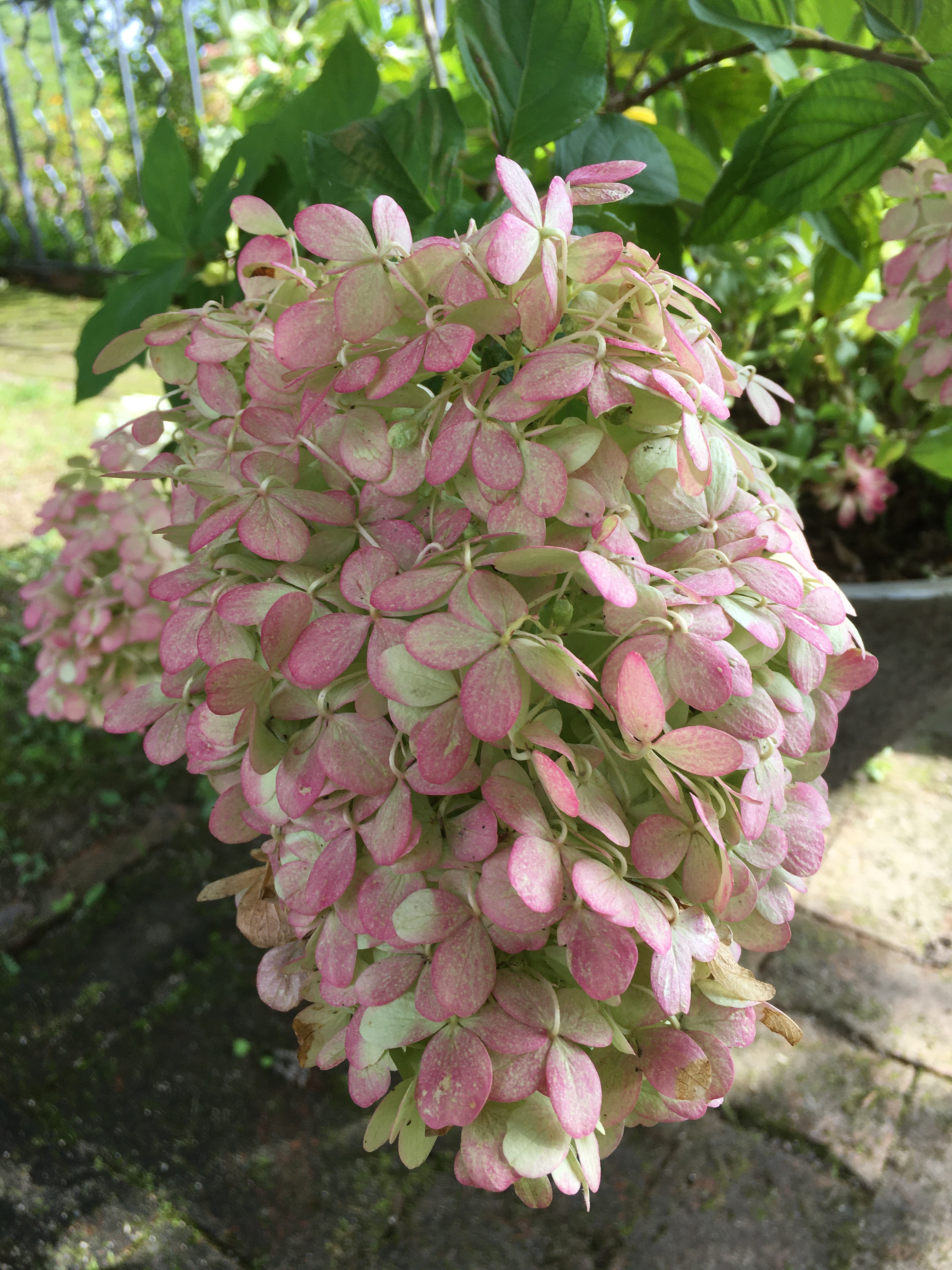 ガーデンミュージアム比叡 京都 比叡山 花 夏に開花するノリウツギ ピラミッドアジサイ 咲き始めは とても綺麗なライムグリーン そして白 秋になると薄紅色がさします 花色が変わる様が素敵な花 ノリウツギライムライト Kyoto Shiga