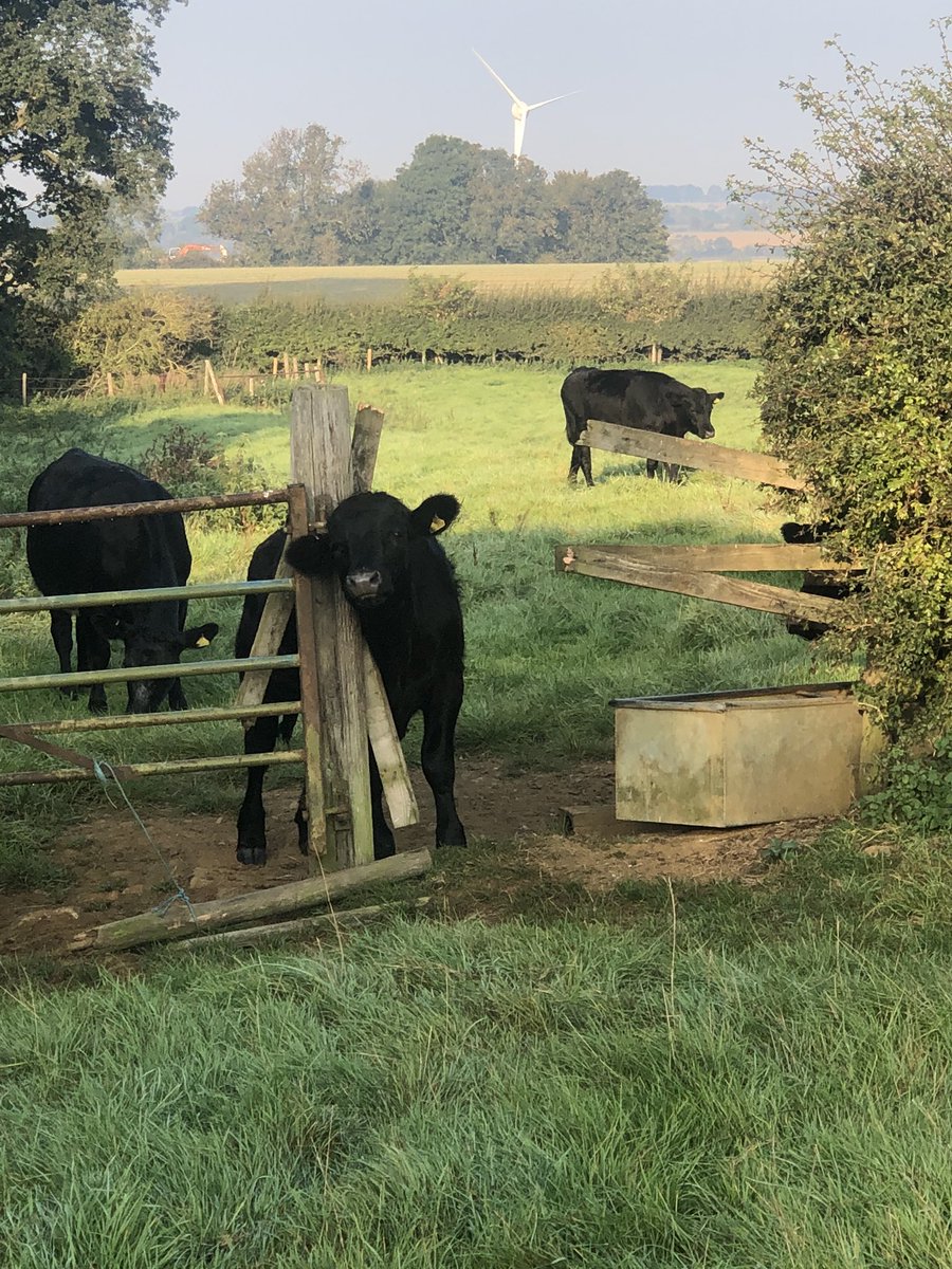 It’s alright mate, didn’t want a fence there anyway 🤦🏻‍♀️ mornings before the day job <a href="/Ellacotts/">Ellacotts</a> are never dull 🧑🏻‍🌾👩🏻‍💻🐮 #backbritishfarming #agriculture #farming #accountant #guiltyface #sorrynotsorry