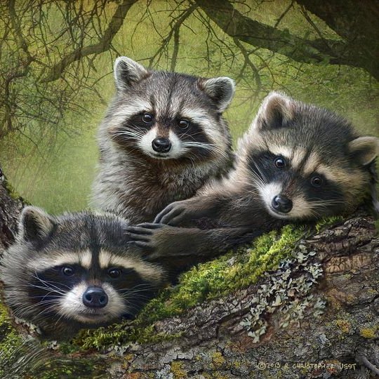 gladhill_in's tweet photo. "Bandit Family ~ Raccoons"π¦π¦π¦ https://t.co/X8EXlZTNrF