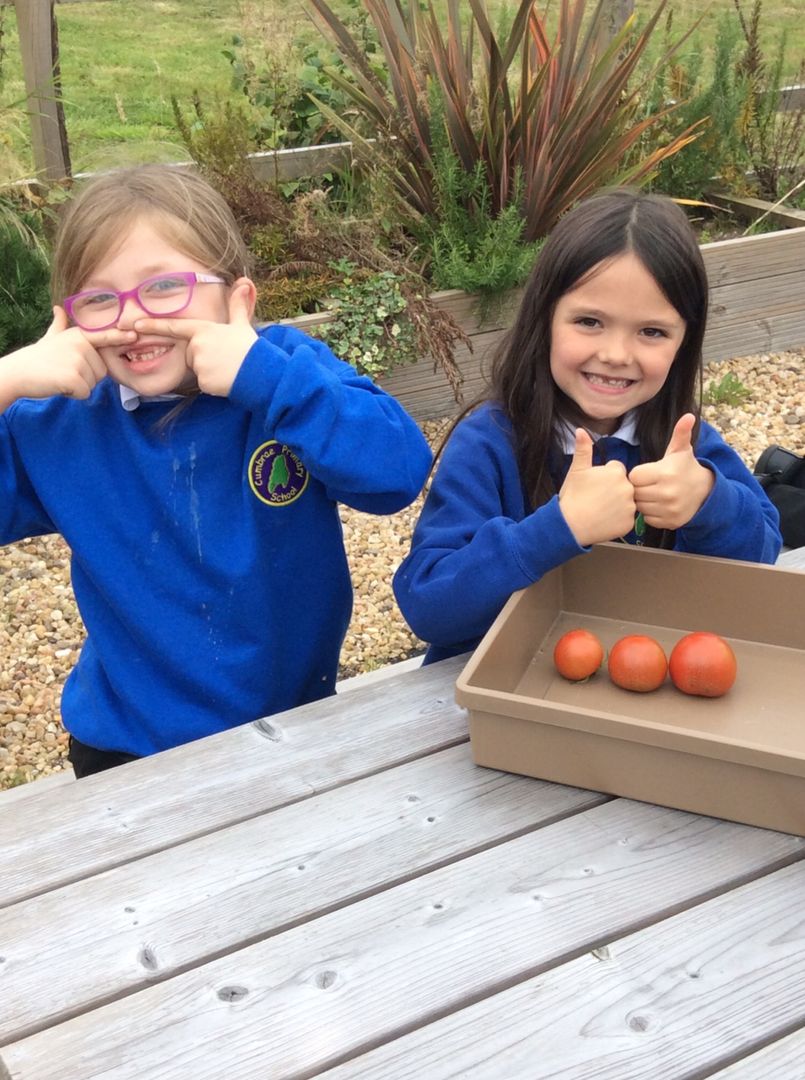We picked delicious ripe tomatoes from our Plant2Plate garden - we picked the red ones and left the orange/green ones to continue to ripen. We tested the tomatoes to see if they felt firm before we picked them. We are making brushetta tomorrow afternoon😊 <a href="/NAC_Education/">North Ayrshire Education</a> <a href="/DYWNAC/">NAC Education DYW</a>