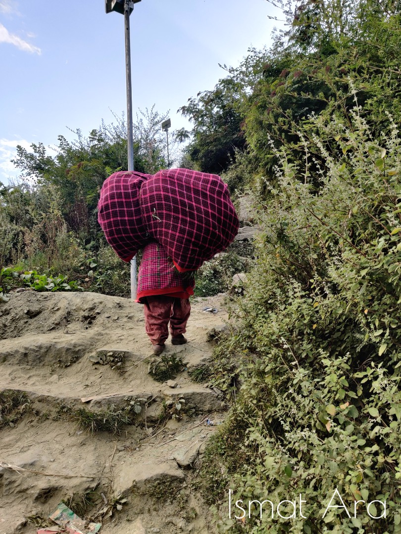 3. Malani people's main source of income is from the hash they produce. Malana has reported links to world-famous, notorious drug cartels. Photo: A woman carries a bundle of the weed plant.