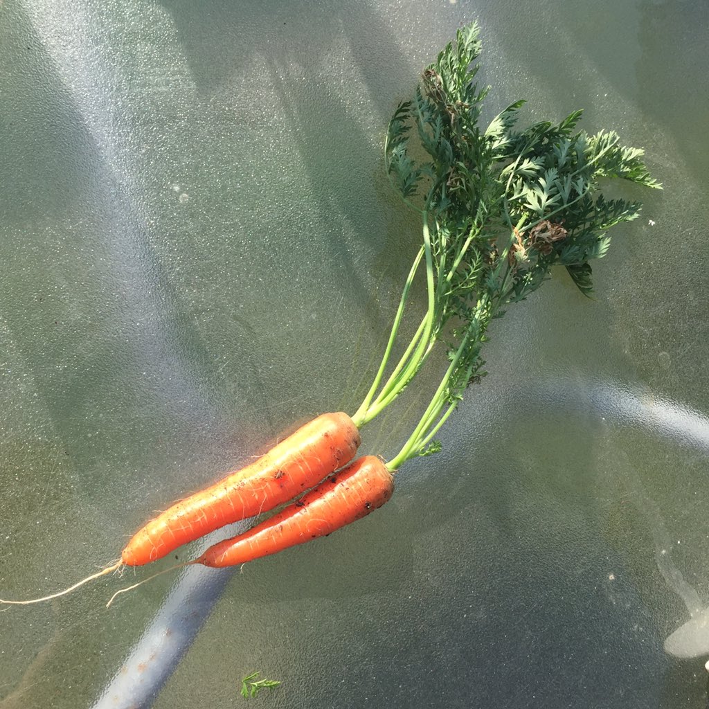 First #Carrots 
#littlegarden #BigMotherHouse #Dudewheresmyhumous