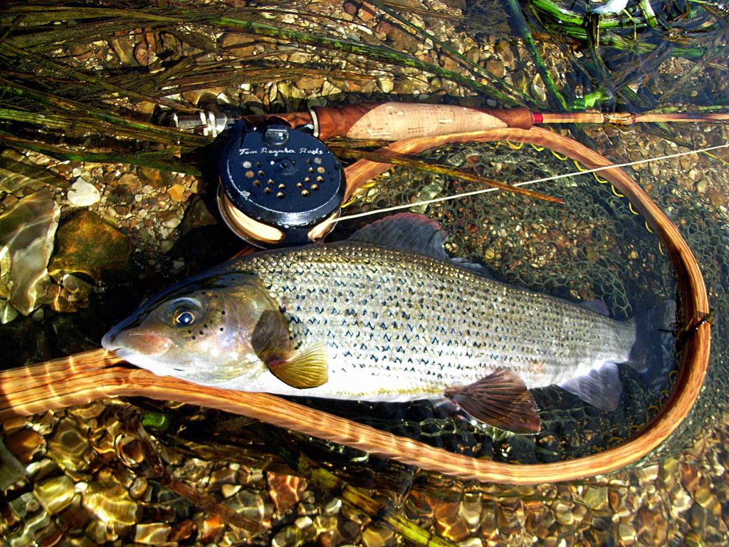RodsAndBlades's tweet photo. And it's Autumn...time for a date with the beautiful Lady😊 #forging #flytying #foraging #slowlife #realfood #customknives #edc #customrod #splitcanerods #handmade #flyfishing #customcutlery #chefsknife #kitchenknife #art #jewellery #engraving #bushcraft #outdoors #campinglife https://t.co/NixLNuHgdm