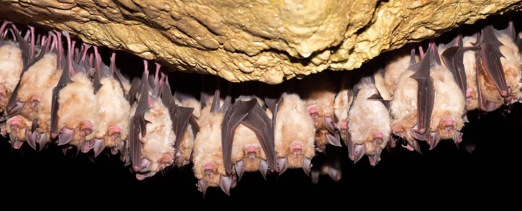 1/ Those who follow me know that I think too much and ask too many questions. In my curiosity, I recently stumbled upon a story of a bat cave of coronaviruses, sudden unexplained death, and mysterious poison mushrooms Buckle up it’s a weird one  #medhistory  #SARS  #Covid_19 