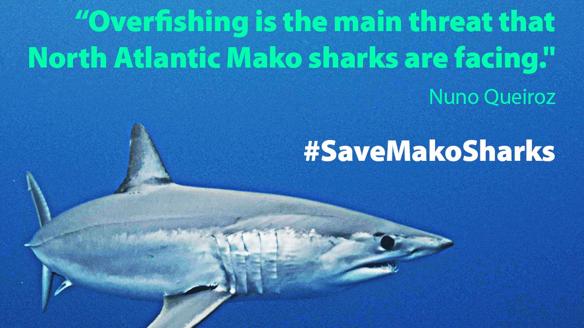 Sciaena_NGO's tweet photo. Join top shark scientists from ๐ช๐ธ and ๐ต๐น in urging ๐ช๐บ @EU_Commission, @VSinkevicius, @jessen_anders and @EU2020DE to #SaveMakoSharks ๐ฆ at #ICCAT! RT to help protect this endangered species before itโs too late https://t.co/1qpyoCloSt https://t.co/w5bb8Gu97K