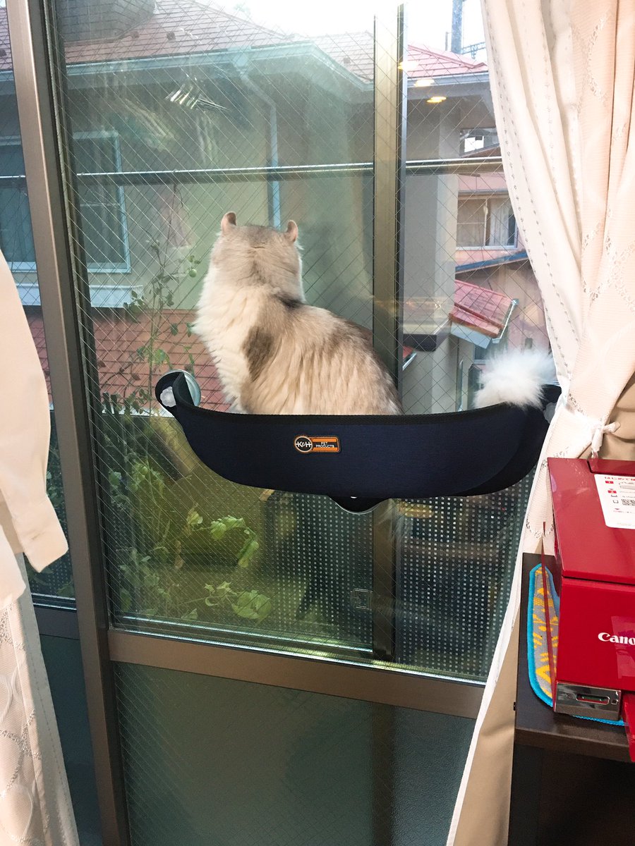 m_mdg's tweet photo. 結構高かったけど、こんなのを買ってみた💗
#猫
#WindowBed https://t.co/rkm2uIMjbu