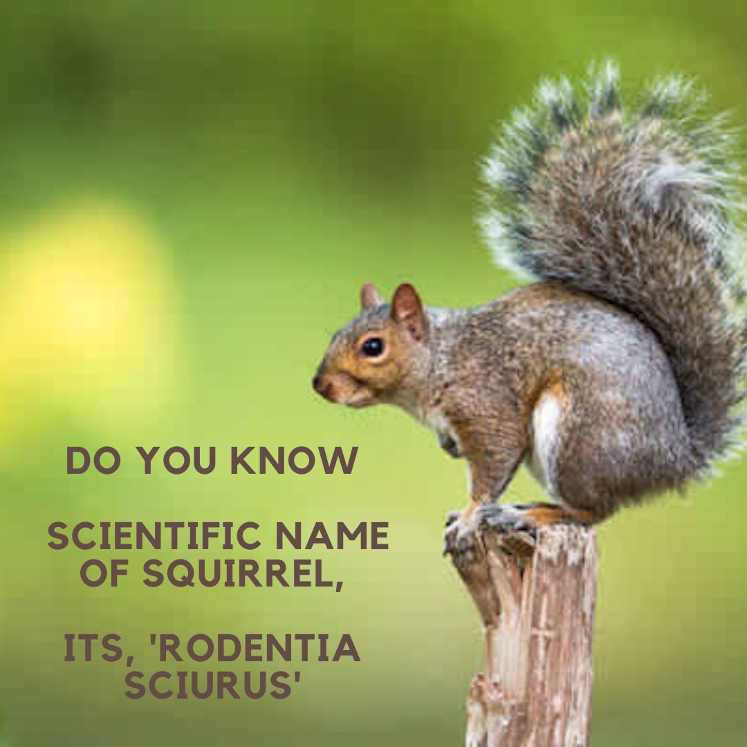geekpyramid's tweet photo. facts
#Gk #knowledge #facts #funfact #scientific #name #squirrel #gilhairi #generalknowledge #exam #imp https://t.co/awyQ1WYybs